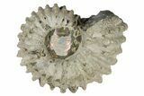 Bumpy Ammonite (Douvilleiceras) Fossil - Madagascar #247941-1